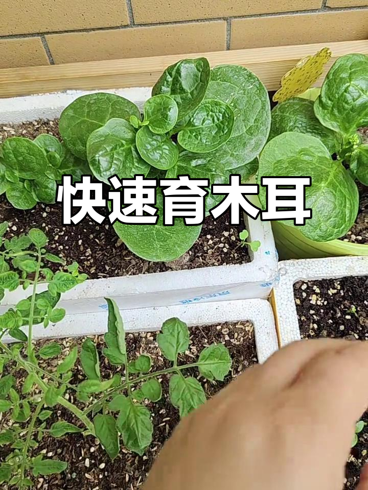 木耳菜种子育苗更快,几天就能长出小苗!
