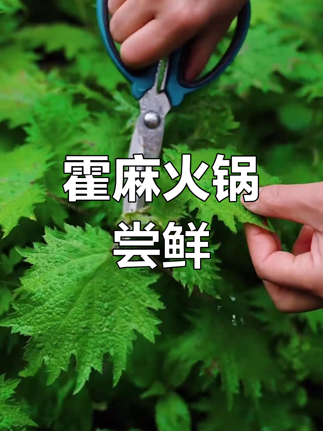 春季霍麻火锅,口感脆嫩无渣,贵州人最爱吃的野菜之一