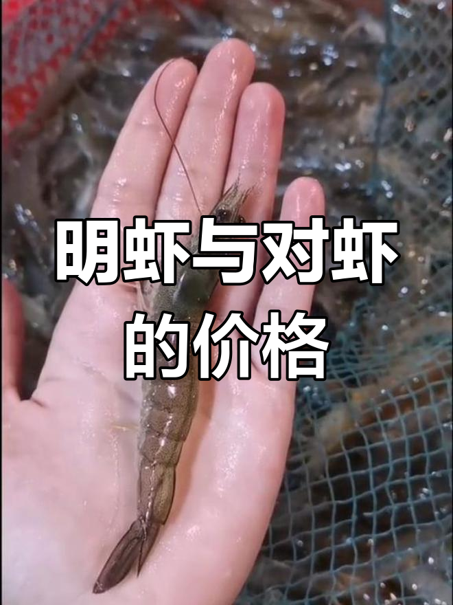 不同种类的虾价格差异大