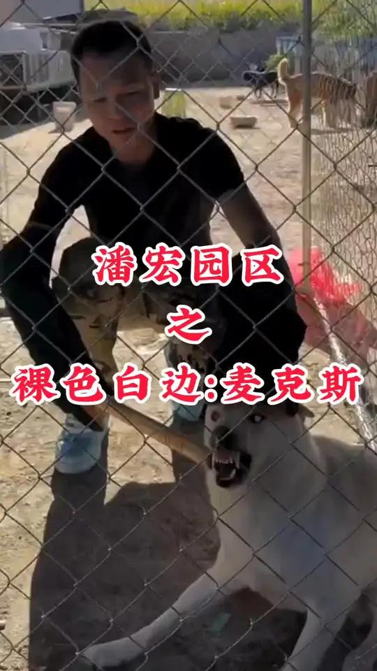 「潘宏爱玩狗」裸色白边:麦克斯(白色柴犬),回家还呲牙  潘宏训狗名场面大赏 潘宏爱玩狗 