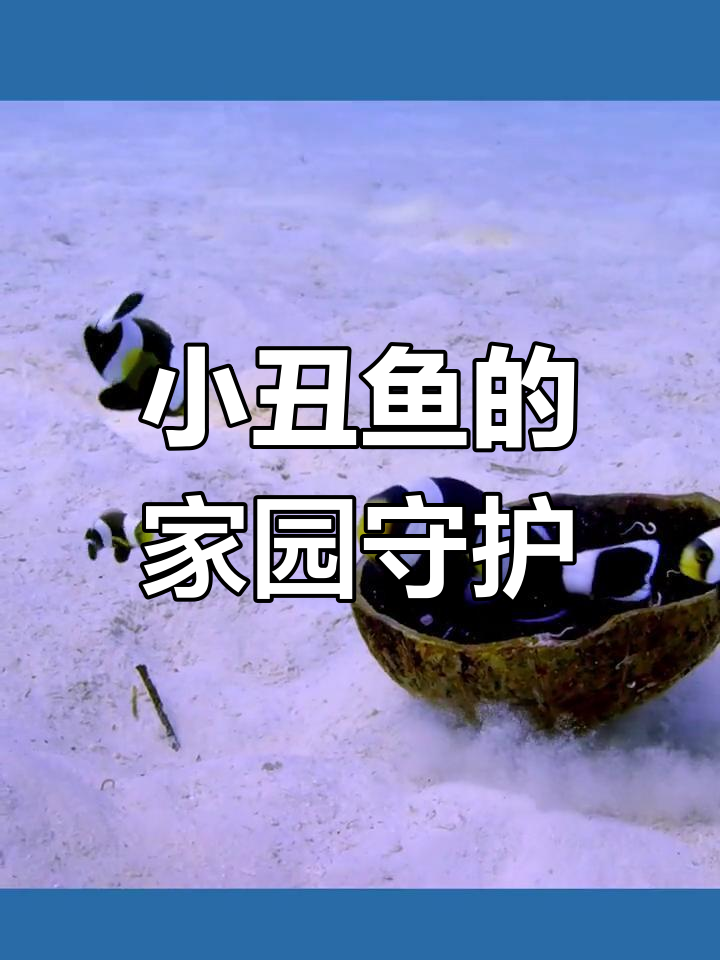 海底总动员:小丑鱼家族的奇妙冒险