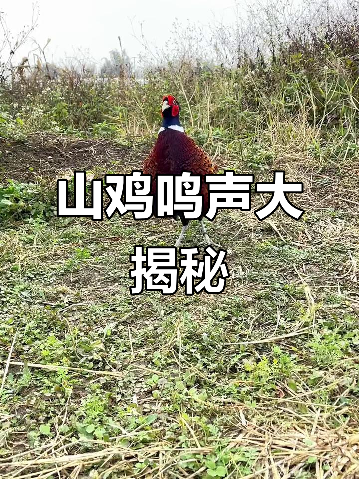 七彩山鸡的叫声,快听听!