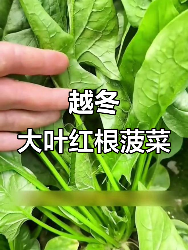 冬季也能种的大叶菠菜,快速生长又营养丰富
