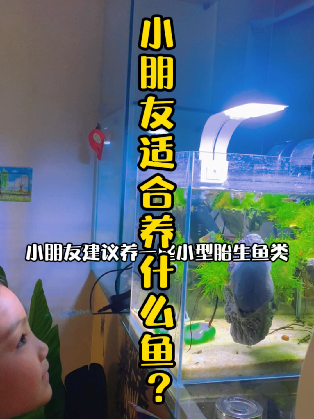 小朋友适合养什么鱼?