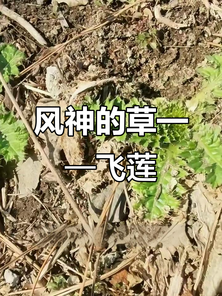 飞廉:从风神到止血良药,刺儿菜的多重身份