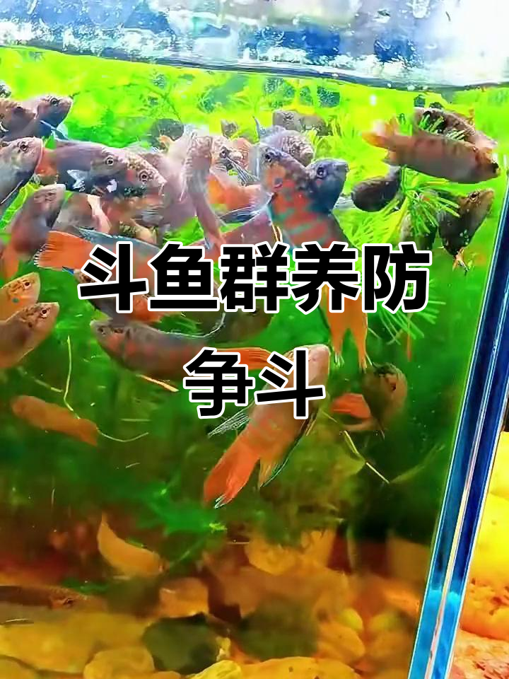 中国斗鱼群养技巧:如何避免争斗与受伤