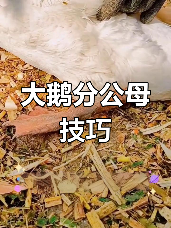 如何区分大鹅公母?看这些细节