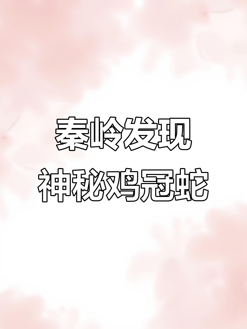 探秘传说中的鸡冠蛇，剧毒无比！