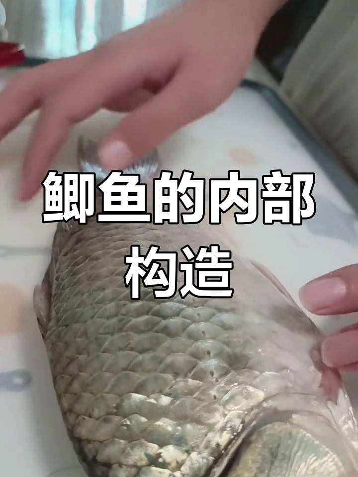 解剖鲫鱼,探索身体结构