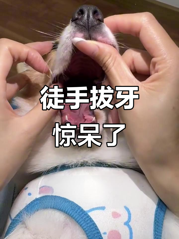 徒手拔牙？鱼丹的玩具竟然有这种功能！