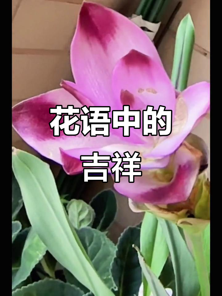 姜荷花象征财富与活力,寓意健康富贵和信任