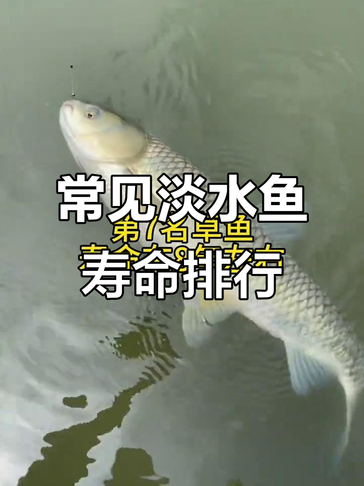 淡水鱼寿命大揭秘:黑鱼最长,鲫鱼最短