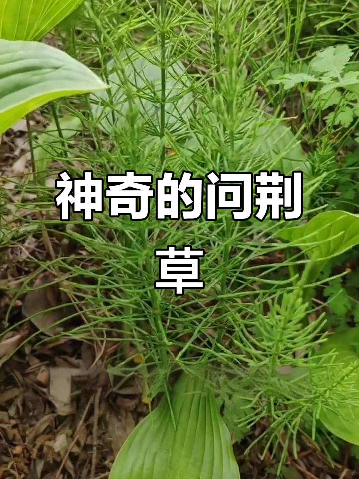 问荆草:从喂鸭到黄金宝藏,竟能止血利尿