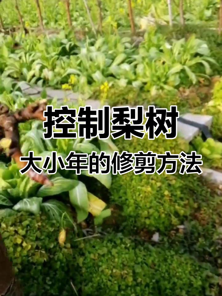 鸡爪修剪技巧大揭秘,如何控制果树大小年