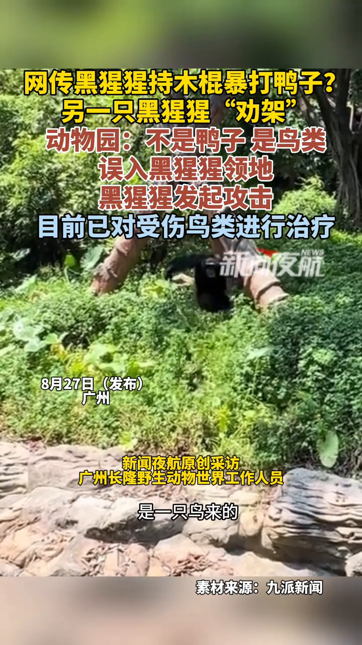 黑猩猩持木棍暴打鸭子?另一只黑猩猩“劝架”!动物园回应