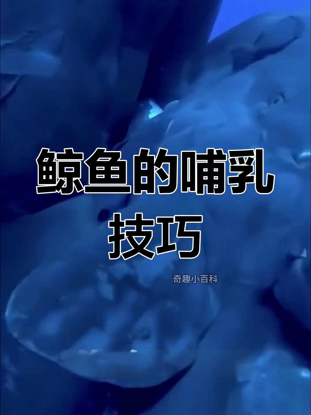 鲸鱼喂奶方式大揭秘:如何让宝宝喝到高脂肪乳汁?