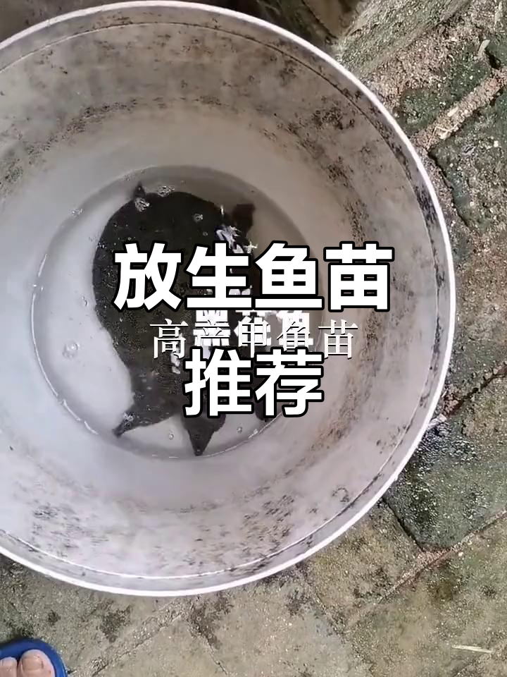 深圳各区鱼苗场,放生首选之地