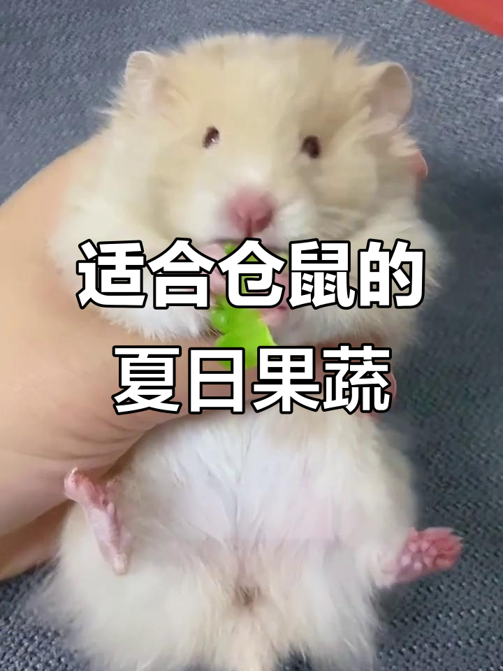 夏季仓鼠最爱水果蔬菜清单,清凉又健康