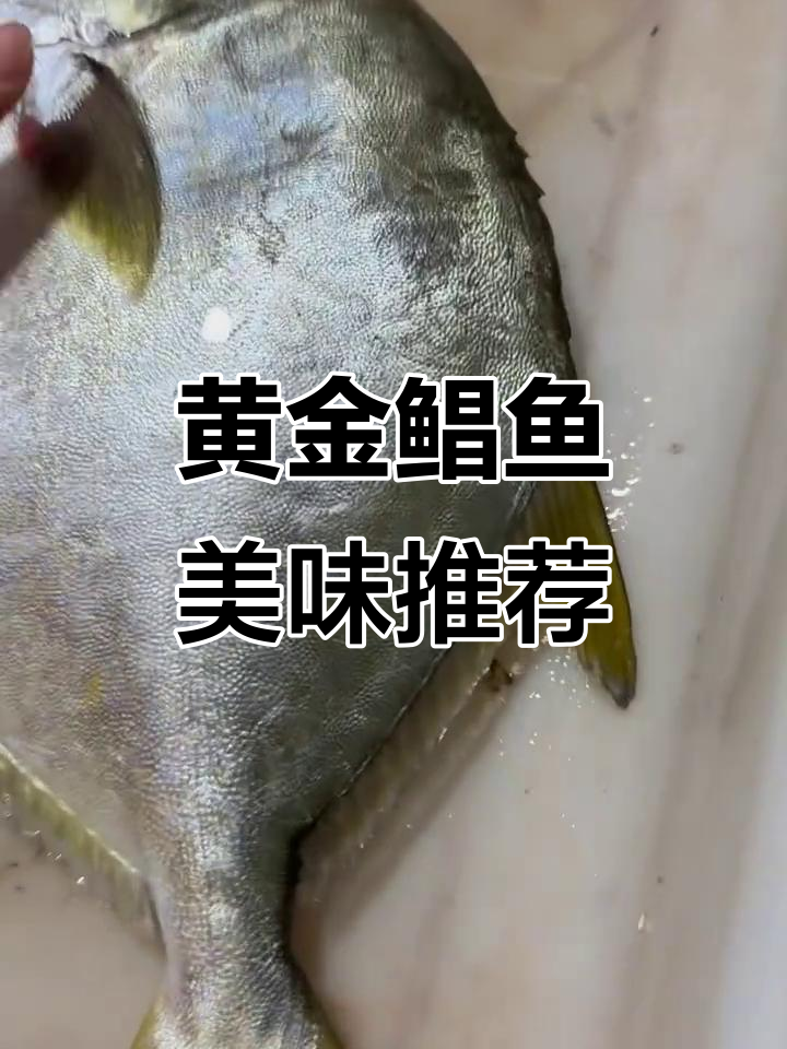 黄金鲳鱼肉质鲜嫩,营养丰富,老少皆宜