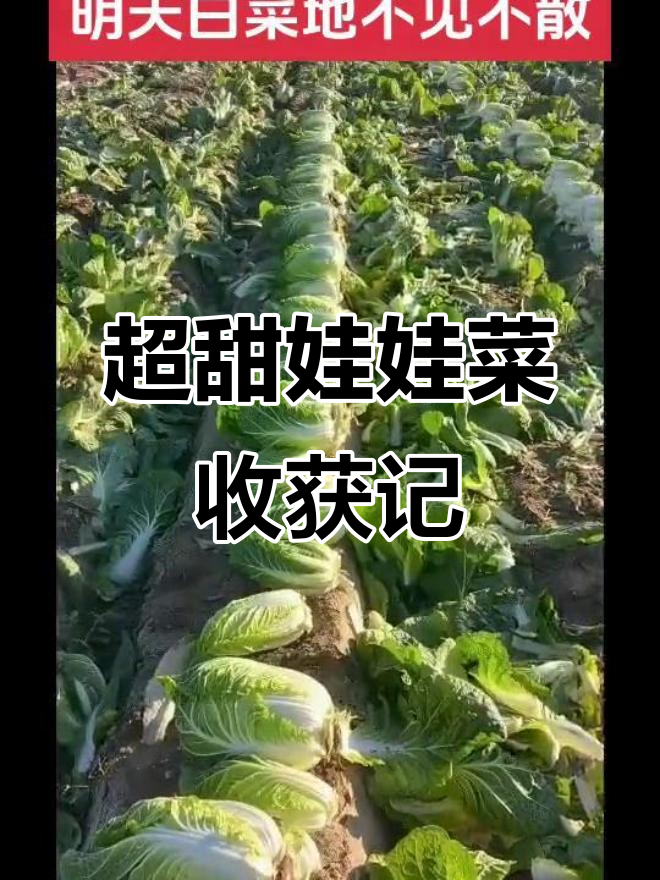 白菜地里大丰收,五六斤小个子娃娃菜超甜!