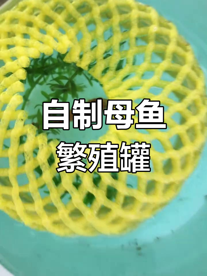 母鱼繁殖罐自制,血红与小生命的奇妙相遇