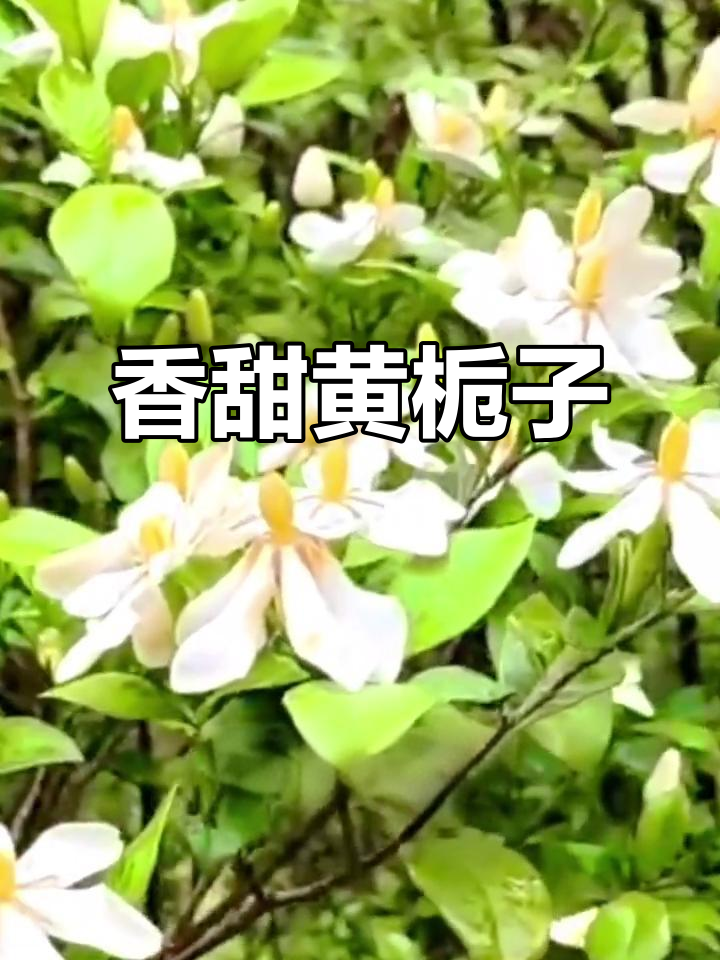 黄栀子:花香扑鼻,果实可食,云南常见的美味花朵