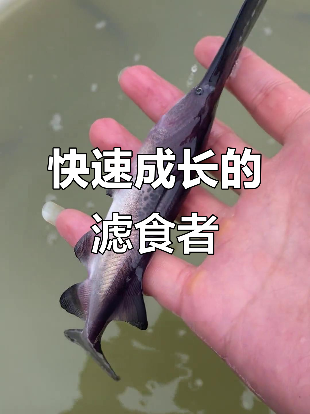 鸭嘴鱼食性广泛,生长迅速,一年能增重数斤