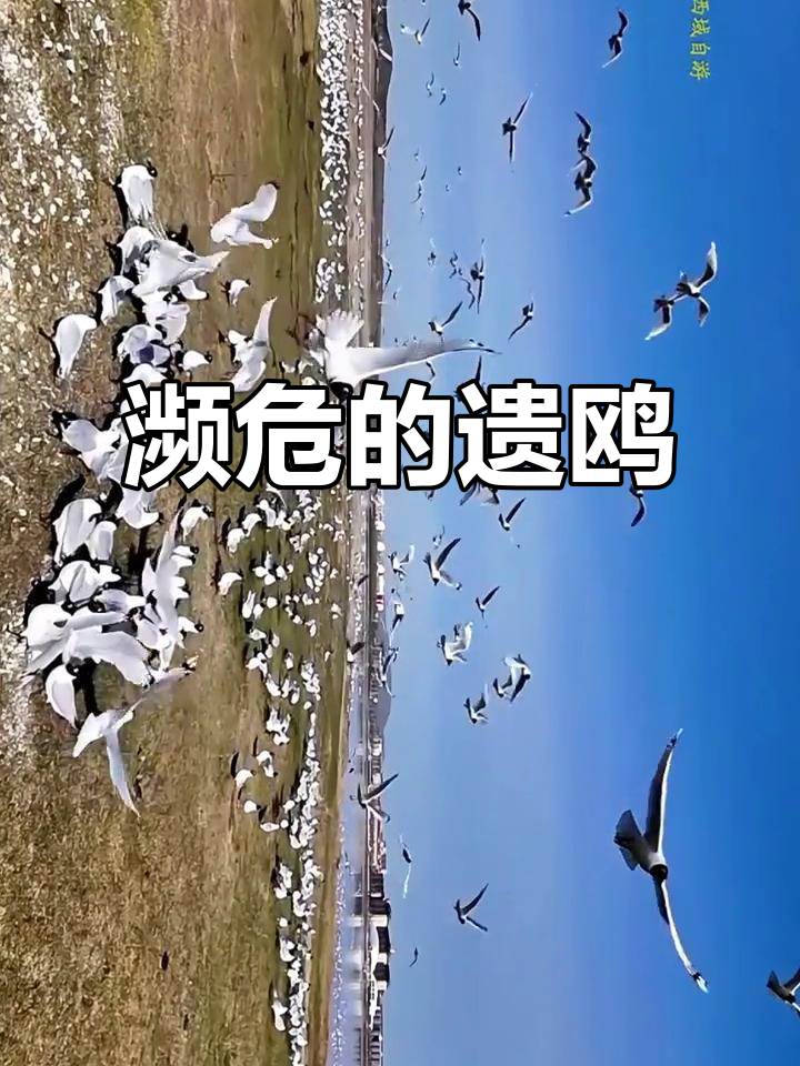 遗鸥,珍稀候鸟如大熊猫般珍贵