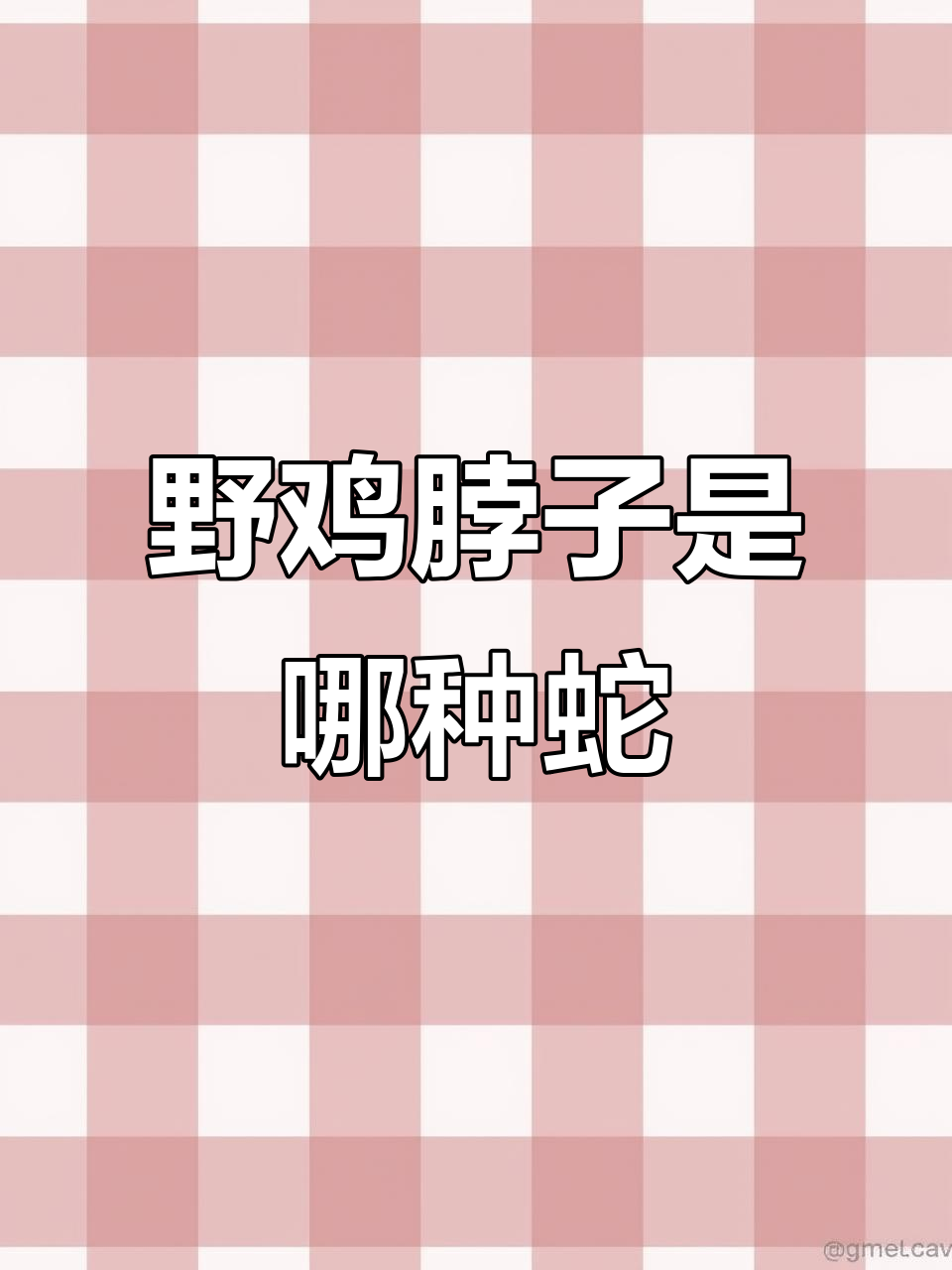 传说中的“野鸡脖子”蛇，究竟是什么样？有毒吗？