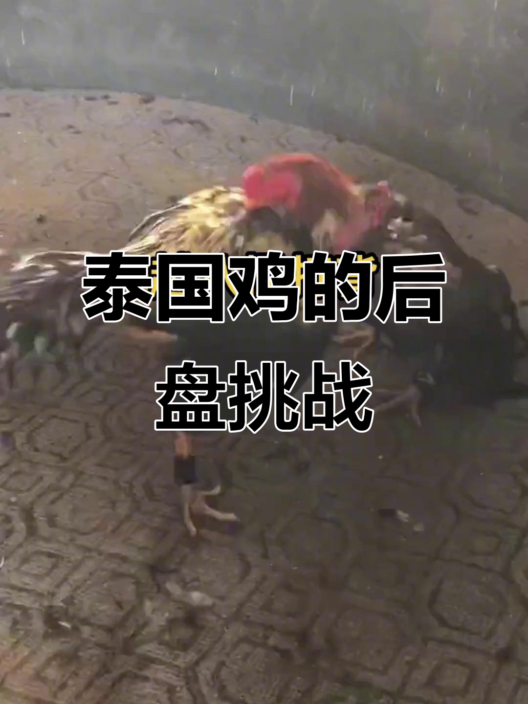 泰国鸡的魅力,纯后盘玩不赢人家!