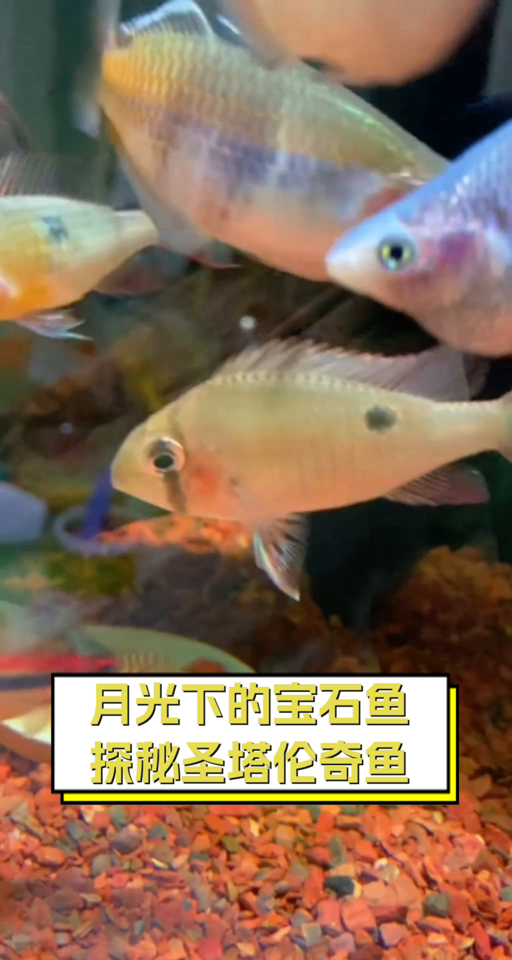 月光下的宝石鱼,探秘圣塔伦奇鱼