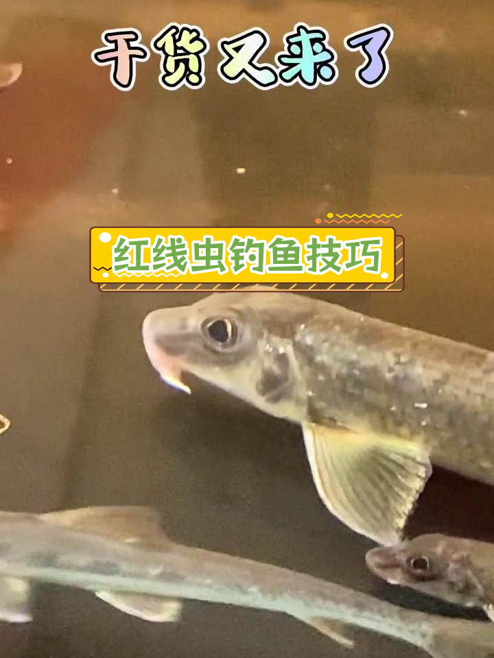 江钓花骨鱼最佳饵料推荐:红线虫神器