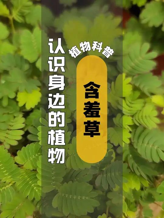 植物科普 I 含羞草 含羞草(学名:Mimosa pudica L.)是豆科、含羞草属披散