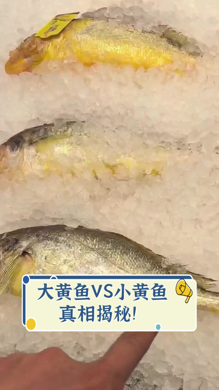 大黄鱼VS小黄鱼,真相揭秘!