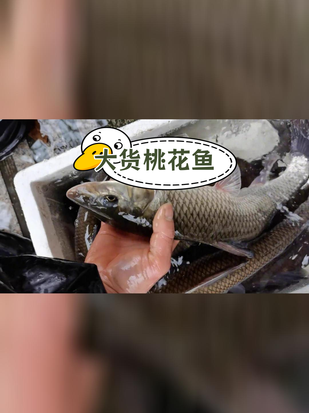 超大桃花鱼,难得一见