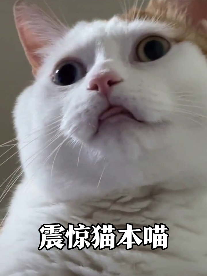 白橘猫表情包大赏:这震惊脸像极了刷到工资条的我