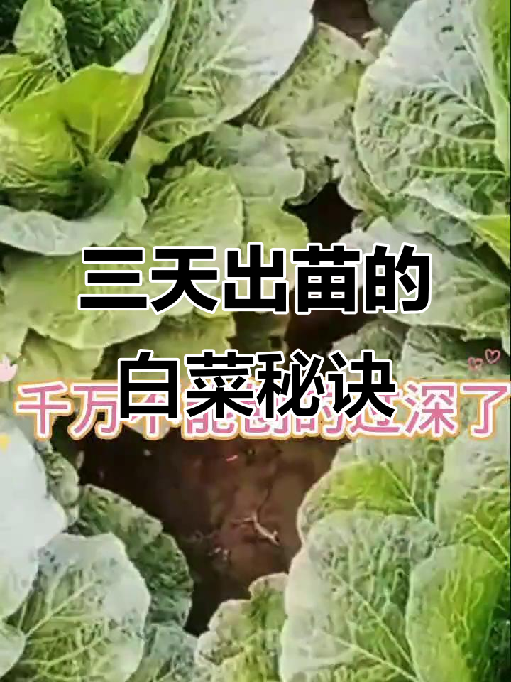 白菜种植小技巧：防蛆烂根，三天出芽
