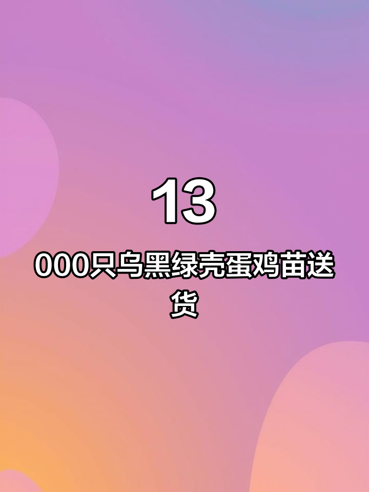 13,000只乌黑绿壳蛋鸡苗送往衡阳,源头厂家直供优质鸡苗