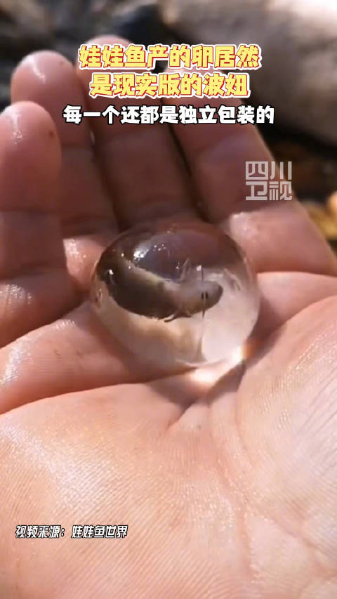 娃娃鱼产的卵居然是现实版的波妞,密集恐惧慎入!