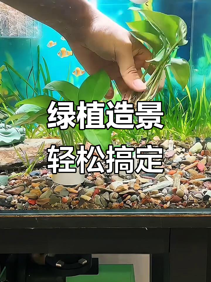 用绿萝打造鱼缸景观,简单又美观