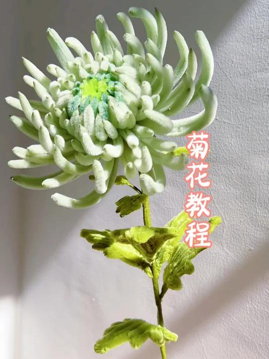 花中四君子，菊花教程来啦！