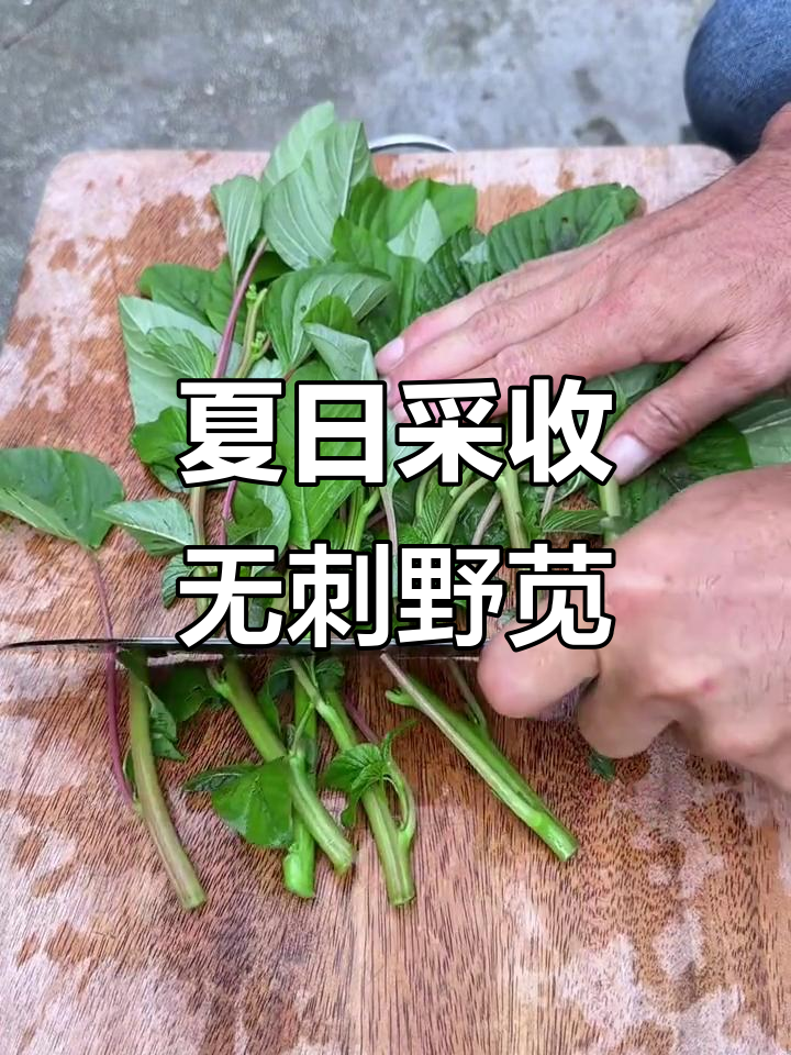 夏季农村采摘野苋菜,晒干保存做饲料