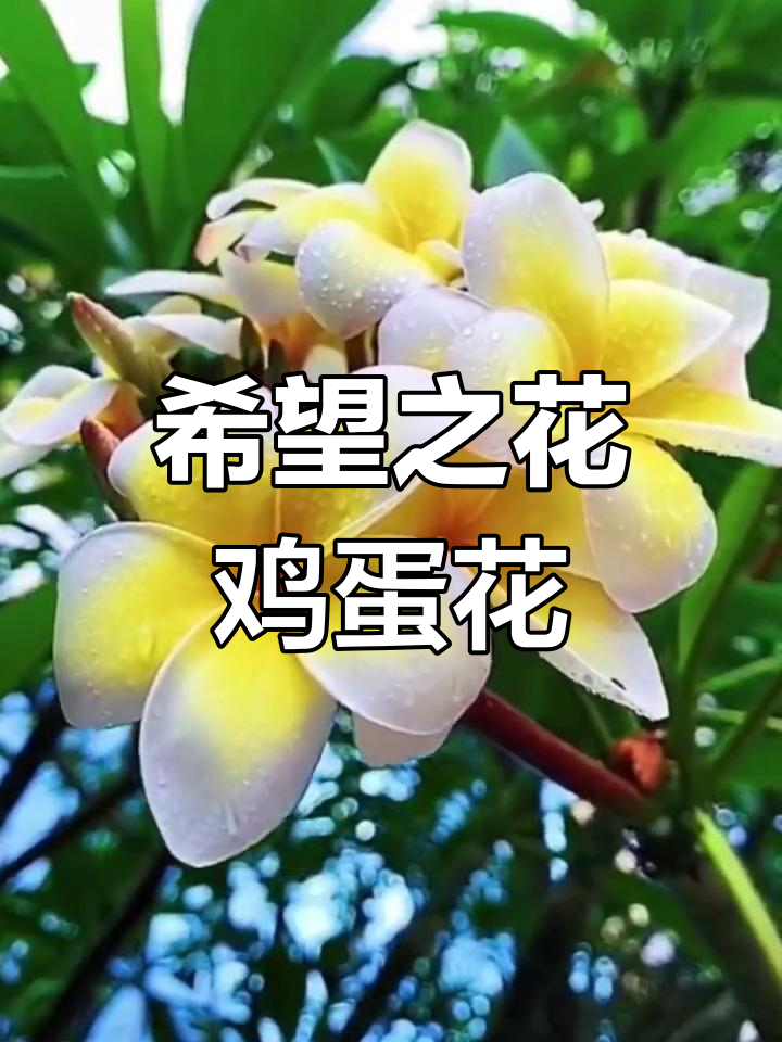 鸡蛋花的寓意与功效