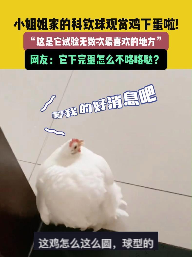 9月4日,天津(发布)小姐姐家的科钦球观赏鸡下蛋啦!“这是它试验无数次最喜欢的地方”,网友