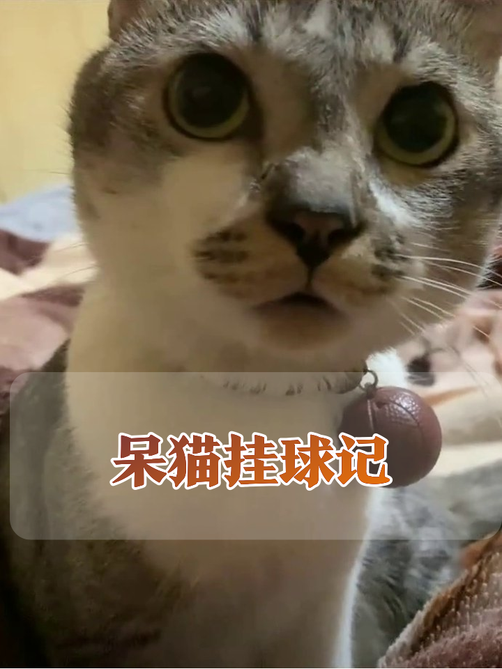 猫戴球项圈秒变表情包,舔嘴抬头样样呆萌