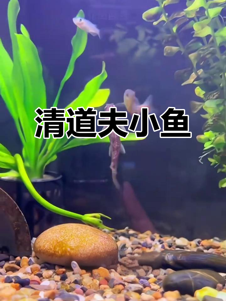 棒花鱼清理食物残渣,冷水环境生存无需加热