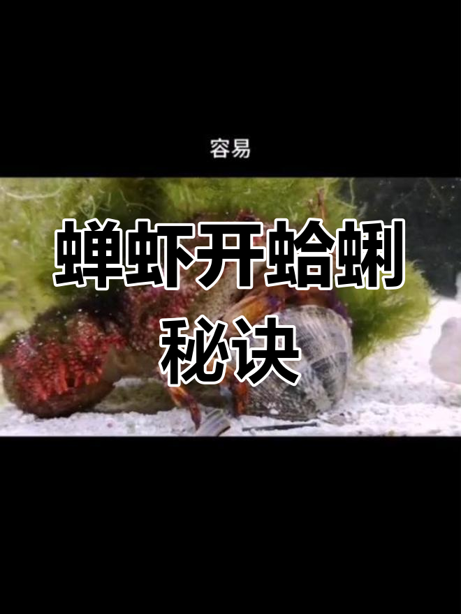 蝉虾如何巧妙开启蛤蜊?揭秘自然界的奇妙捕食方式