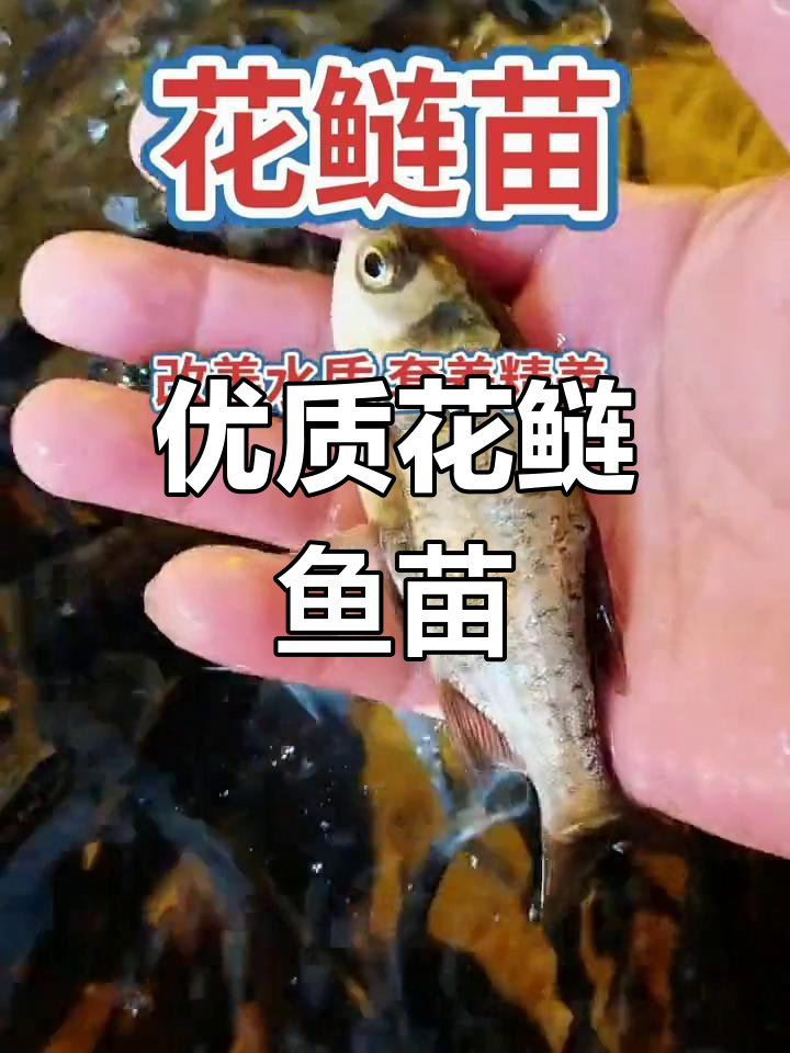 花鲢鱼苗助力水质改善,两年增重十斤