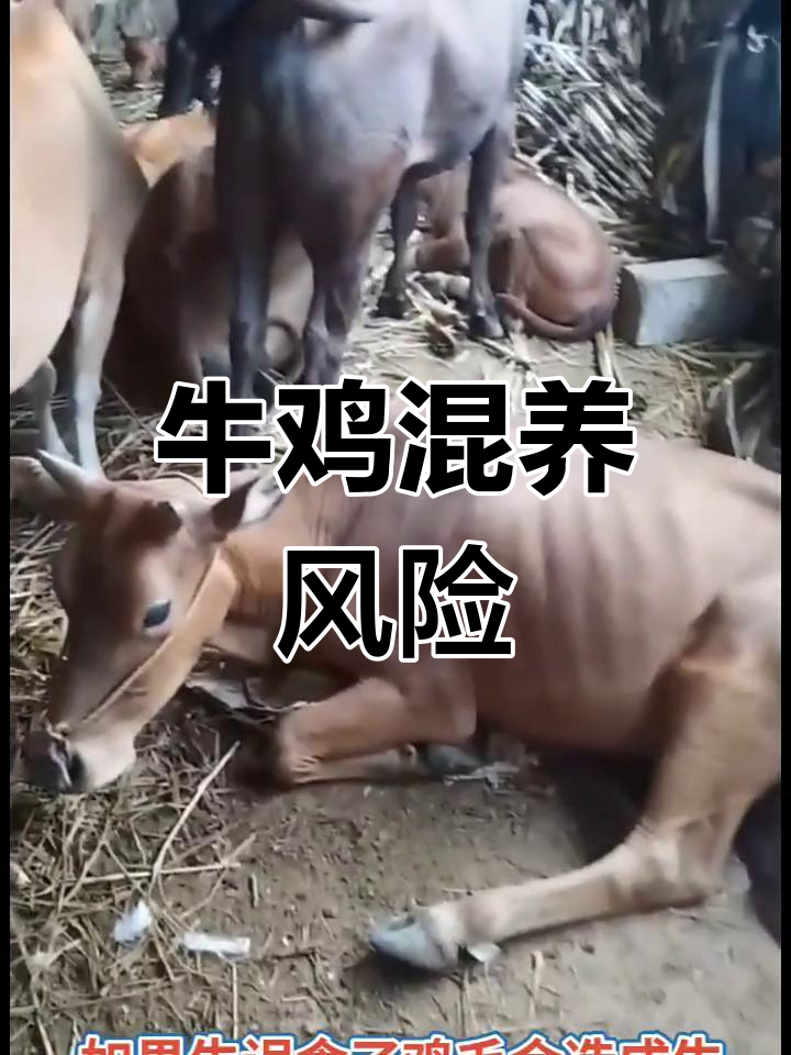 牛与鸡混养风险大,疾病易传播,预防胜于治疗