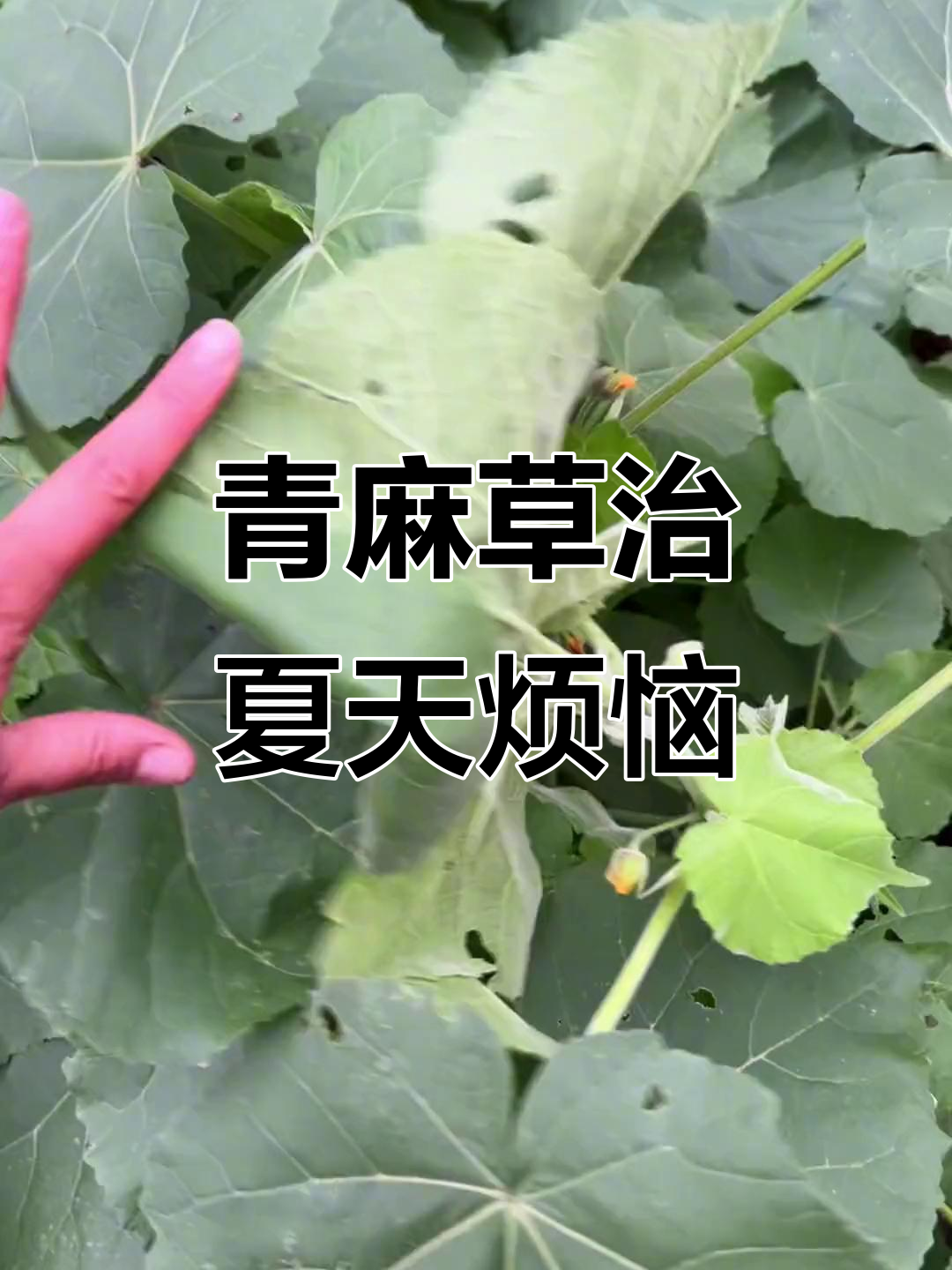 青麻草的神奇作用,知了叫不停?试试这种民间秘方
